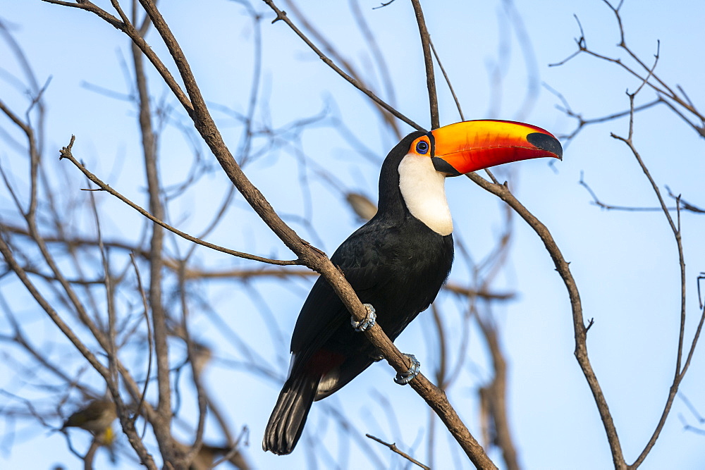 Toco toucan (Ramphastos toco), Pantanal, Mato Grosso do Sul, Brazil, South America