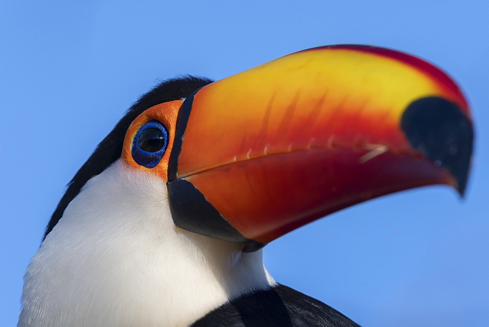 Toco toucan (Ramphastos toco), Pantanal, Mato Grosso do Sul, Brazil, South America