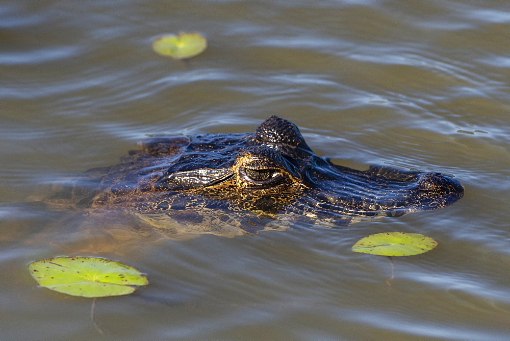 Jacare caiman (Caiman yacare), Pantanal, Mato Grosso do Sul, Brazil, South America