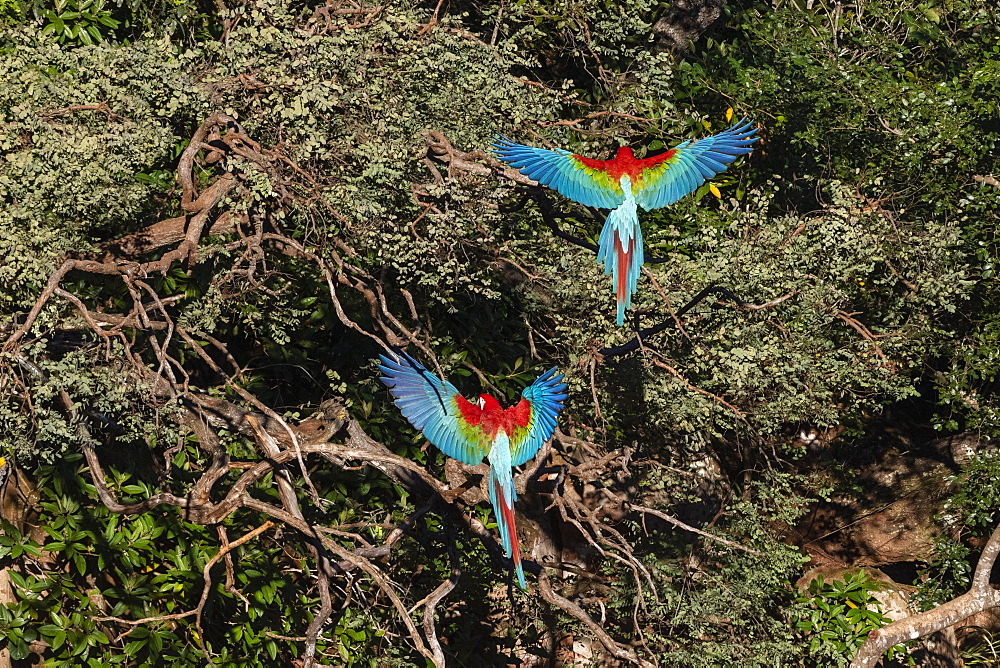 Red-and-green macaw (Ara chloropterus), Mato Grosso do Sul, Brazil, South America