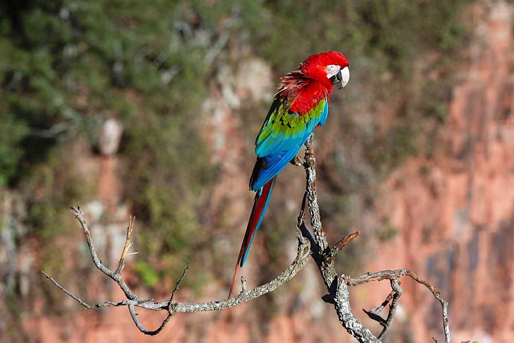 Red-and-green macaw (Ara chloropterus), Mato Grosso do Sul, Brazil, South America