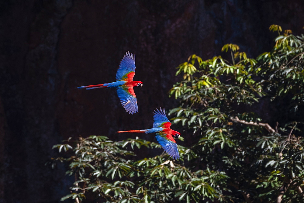 Red-and-green macaw (Ara chloropterus), Mato Grosso do Sul, Brazil, South America