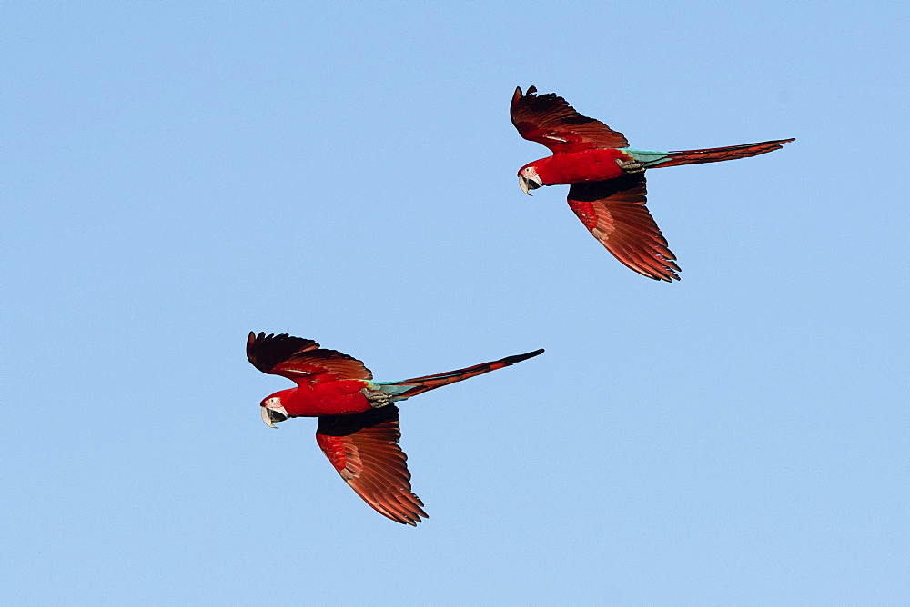 Red-and-green macaw (Ara chloropterus), Mato Grosso do Sul, Brazil, South America