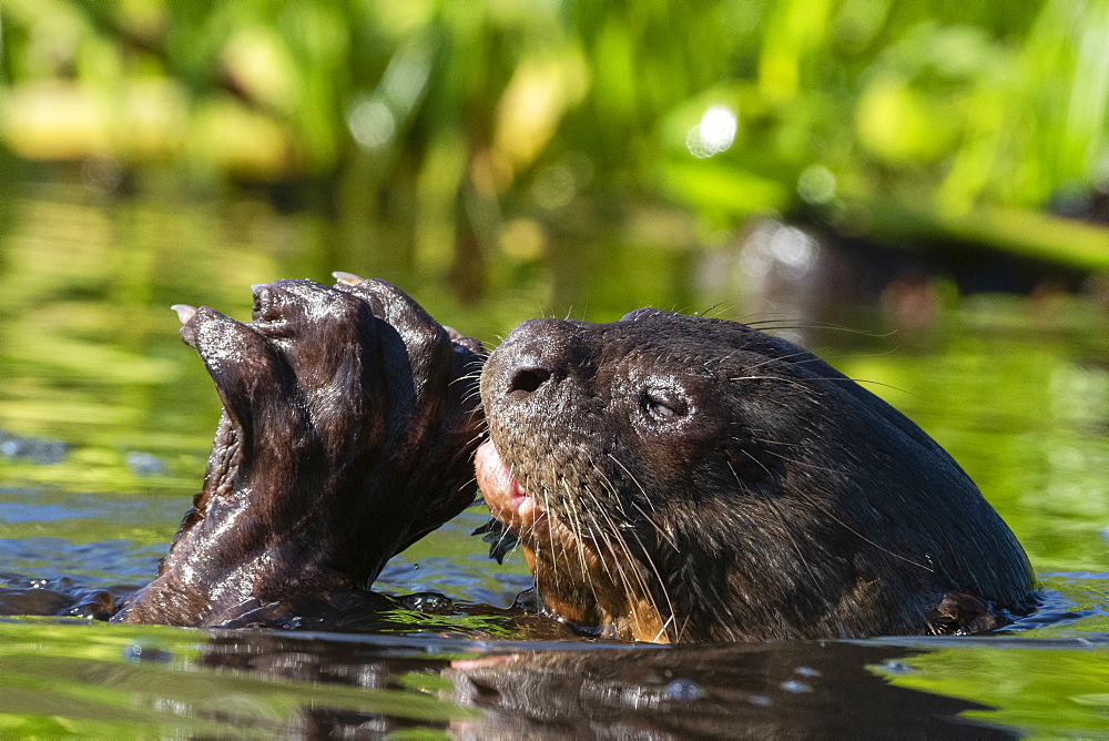 Giant Otter (Pteronura brasiliensis), Pantanal, Mato Grosso, Brazil, South America