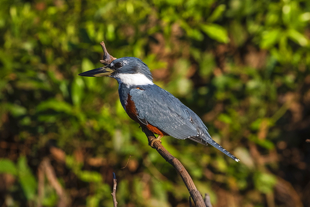 Ringed Kingfisher (Megaceryle torquata), Pantanal, Mato Grosso, Brazil, South America