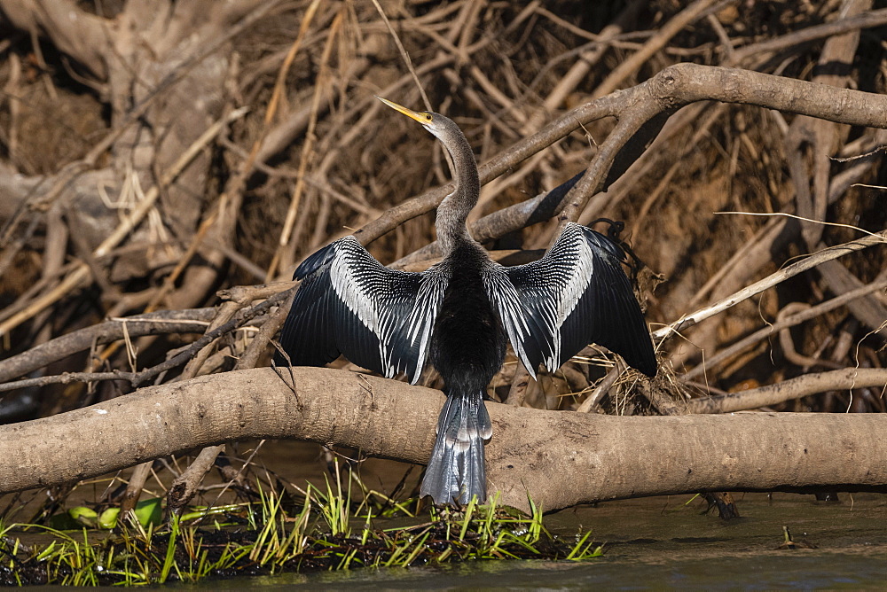 Anhinga (Anhinga anhinga), Pantanal, Mato Grosso, Brazil, South America