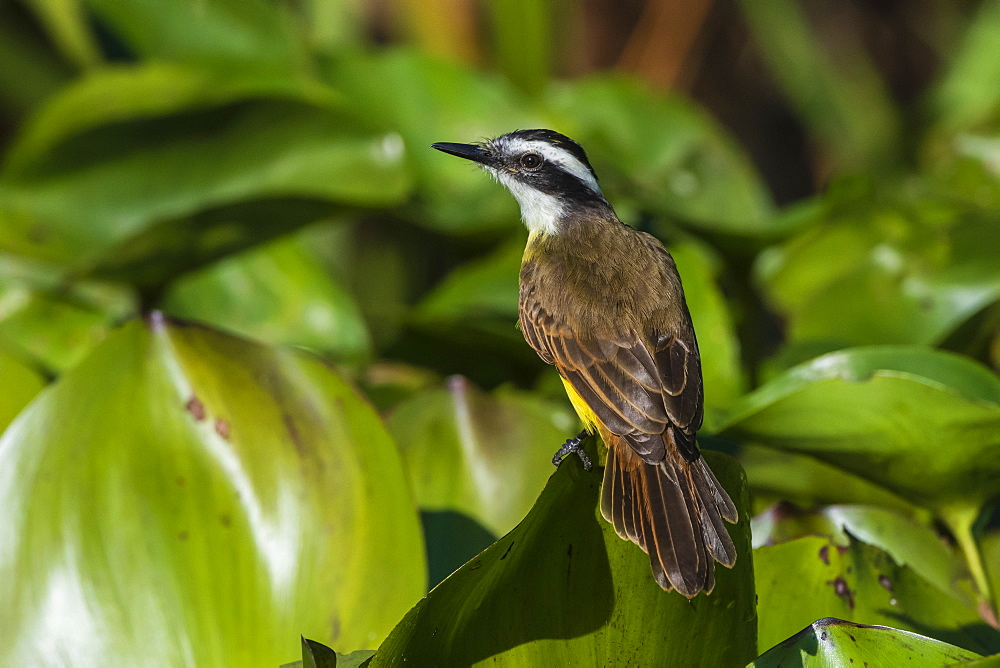 Great kiskadee (Pitangus sulphuratus), Pantanal, Mato Grosso, Brazil, South America