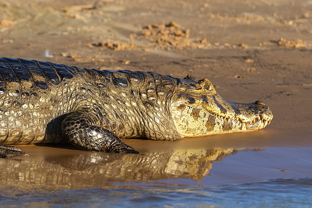 Jacare caiman (Caiman yacare), Pantanal, Mato Grosso, Brazil, South America