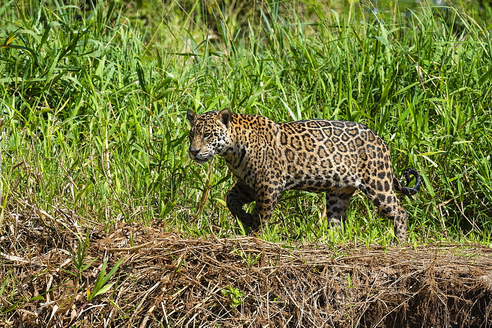 Jaguar (Panthera onca), Pantanal, Mato Grosso, Brazil, South America