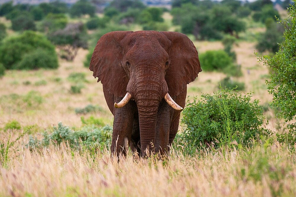 African elephant (Loxodonta africana), Tsavo, Kenya, East Africa, Africa