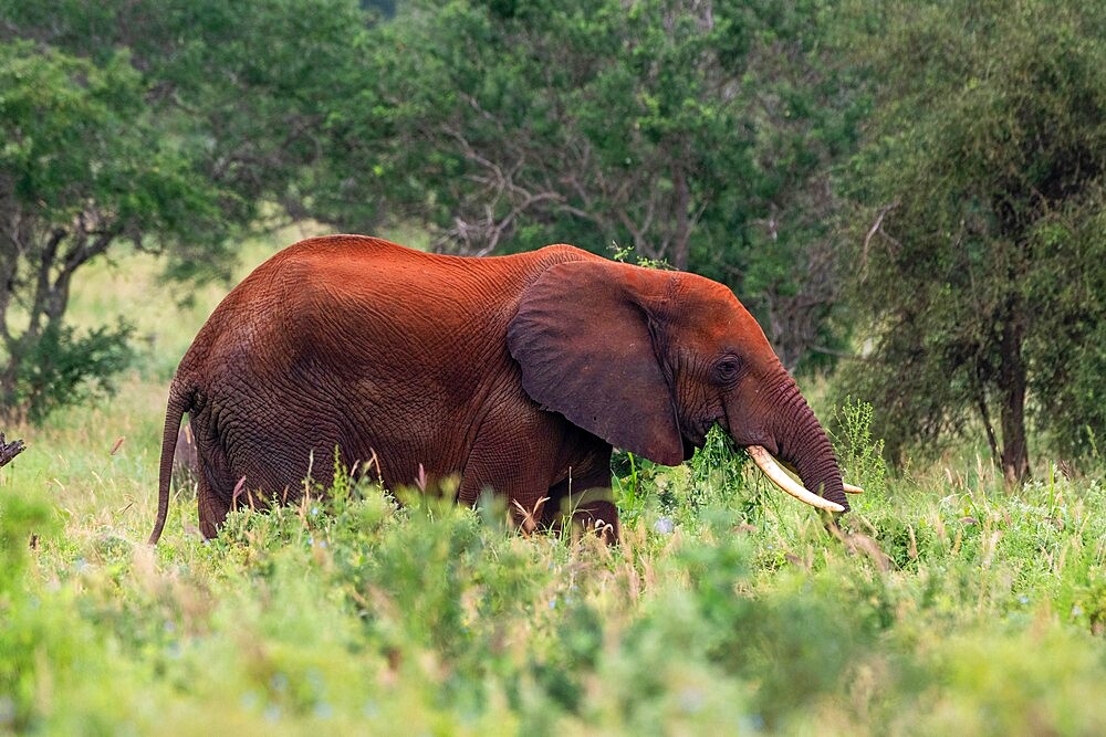 African elephant (Loxodonta africana), Tsavo, Kenya, East Africa, Africa