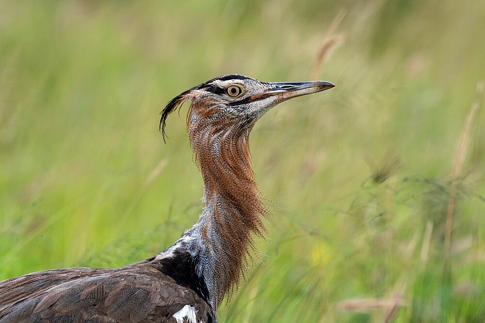 Kori bustard (Ardeotis kori), Tsavo, Kenya, East Africa, Africa