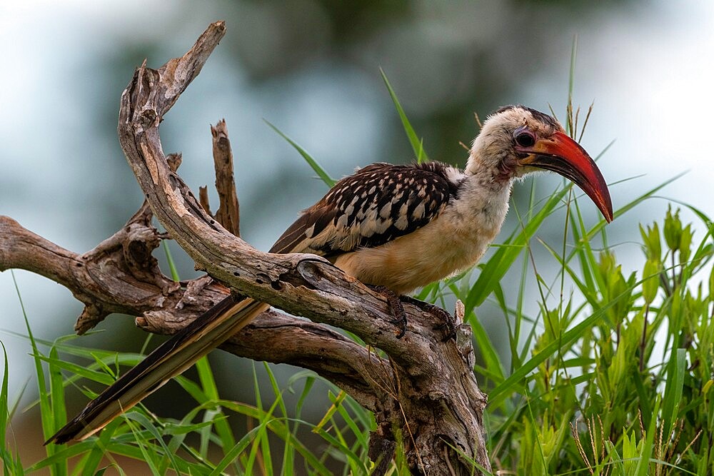 Red-billed hornbill (Tockus erythrorhynchus), Tsavo, Kenya, East Africa, Africa