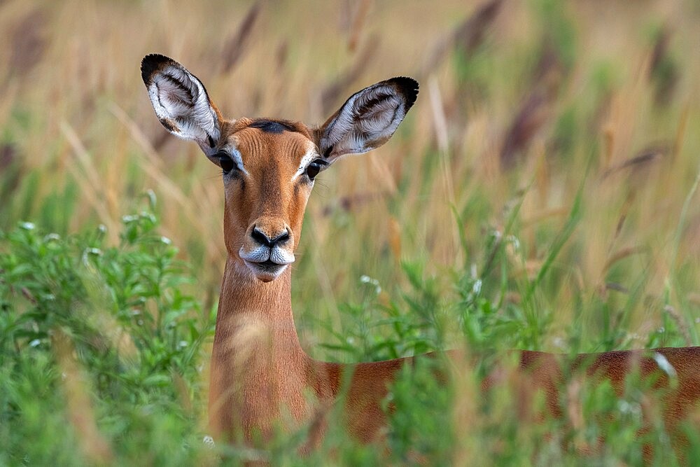 Impala (Aepyceros melampus), Tsavo, Kenya, East Africa, Africa