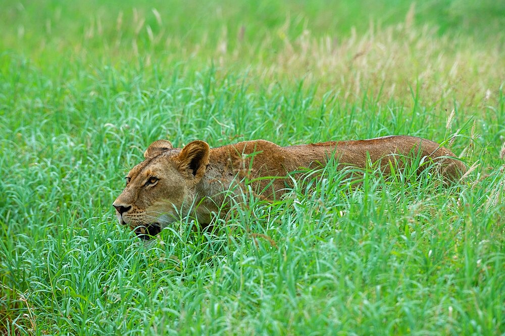 Lioness (Panthera leo), Tsavo, Kenya, East Africa, Africa