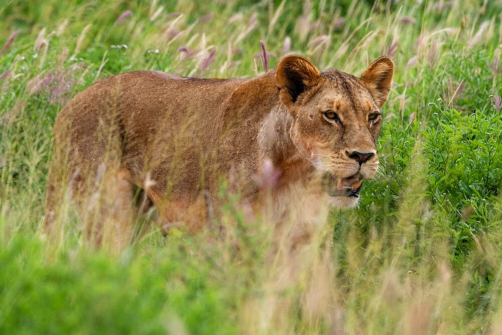 Lioness (Panthera leo), Tsavo, Kenya, East Africa, Africa