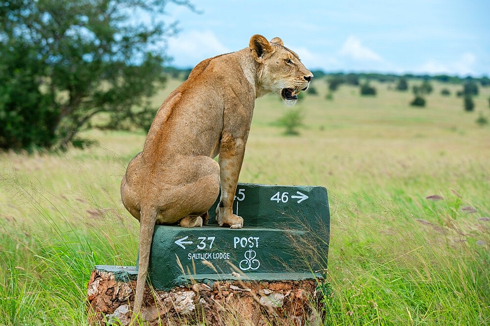 Lioness (Panthera leo), Tsavo, Kenya, East Africa, Africa