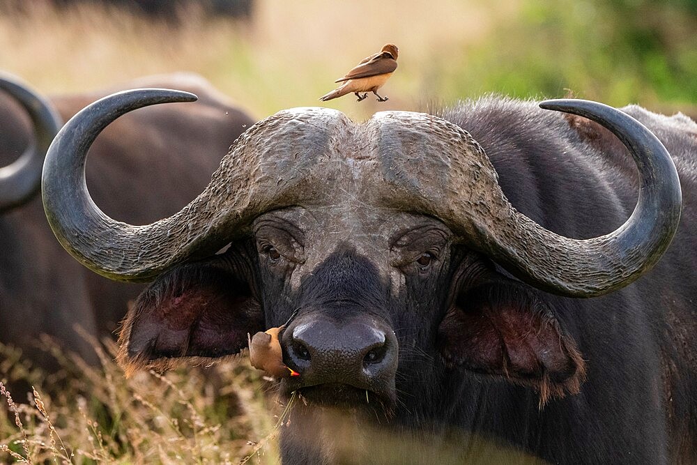 Cape buffalo (Syncerus caffer), Tsavo, Kenya, East Africa, Africa