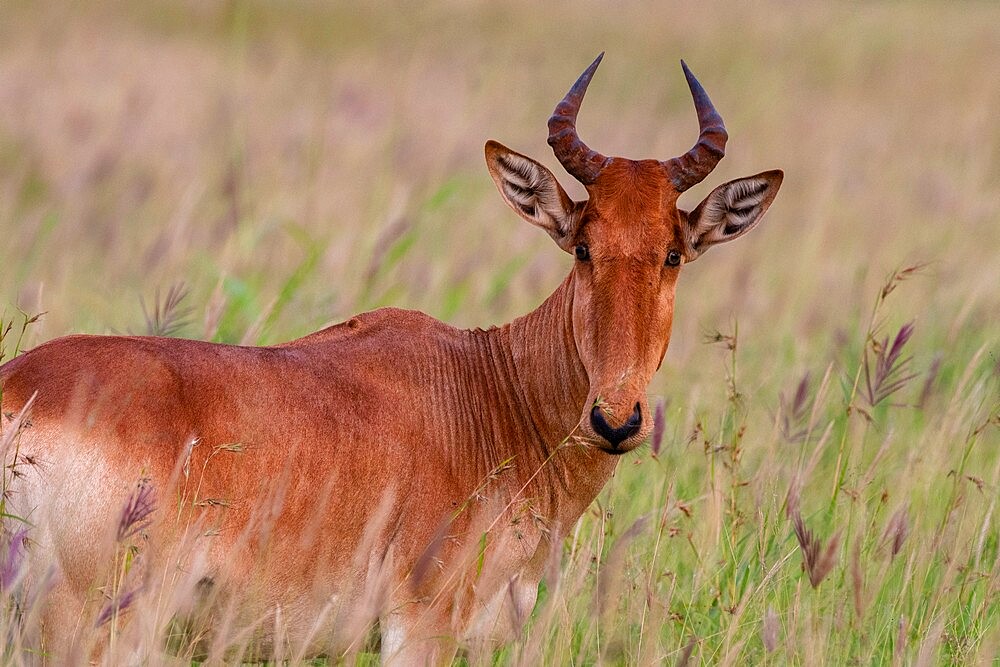 Coke's hartebeest (Alcelaphus buselaphus cokii), Tsavo, Kenya, East Africa, Africa