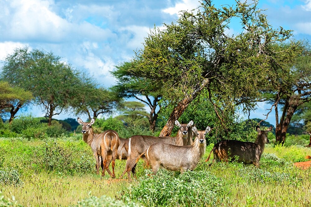 Waterbuck (Kobus ellipsiprymnus), Tsavo, Kenya, East Africa, Africa