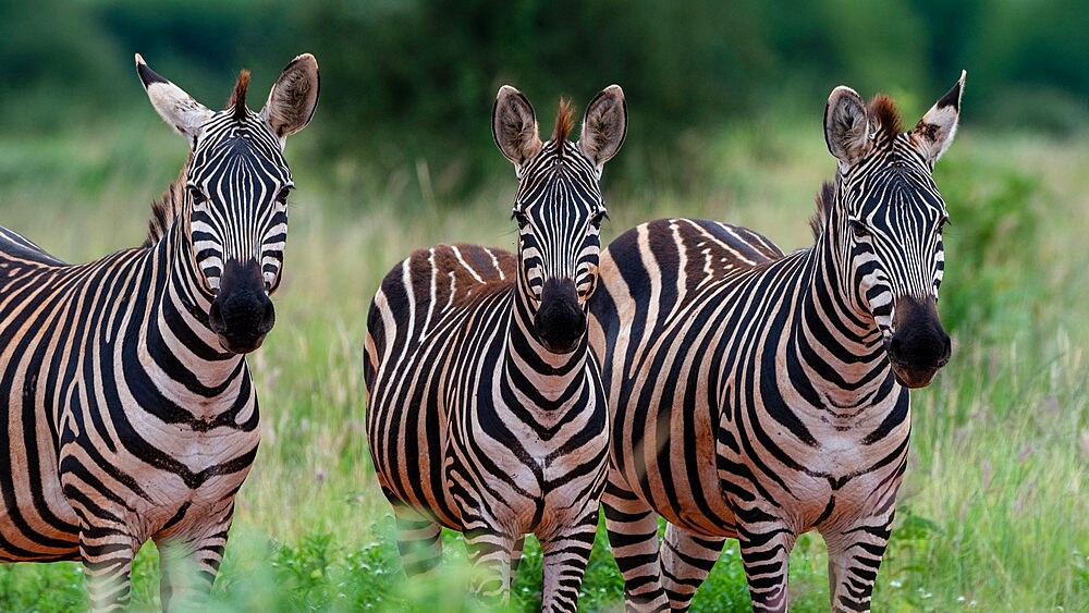 Grant's zebra (Equus quagga boehmi), Tsavo, Kenya, East Africa, Africa