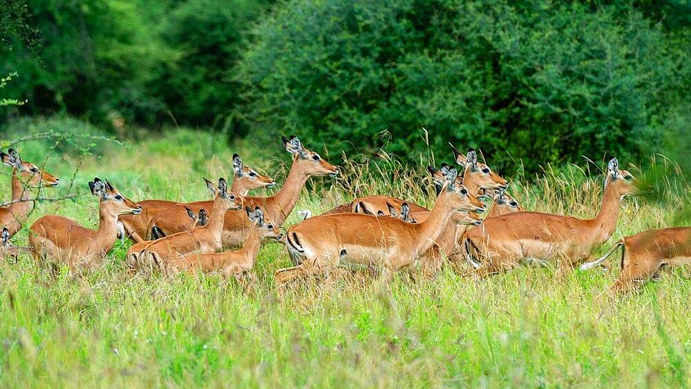 Impala (Aepyceros melampus), Tsavo, Kenya, East Africa, Africa