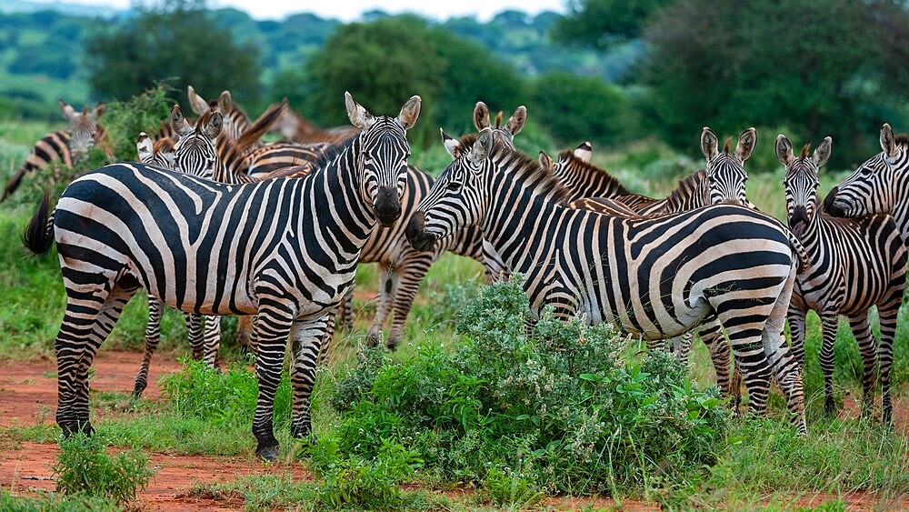 Grant's zebra (Equus quagga boehmi), Tsavo, Kenya, East Africa, Africa