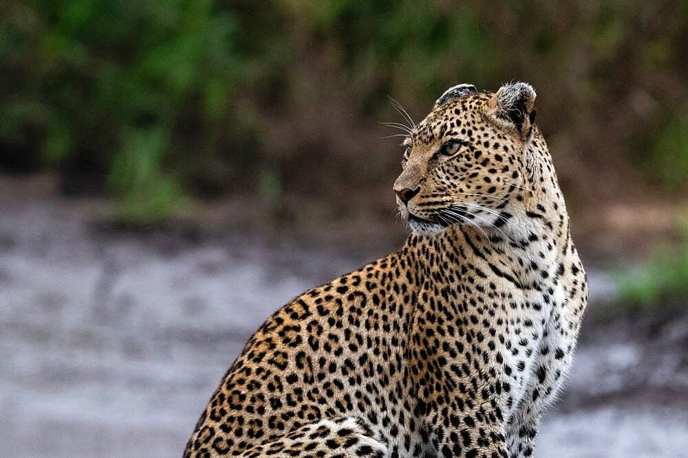 Leopard (Panthera pardus), Seronera, Serengeti National Park, Tanzania, East Africa, Africa