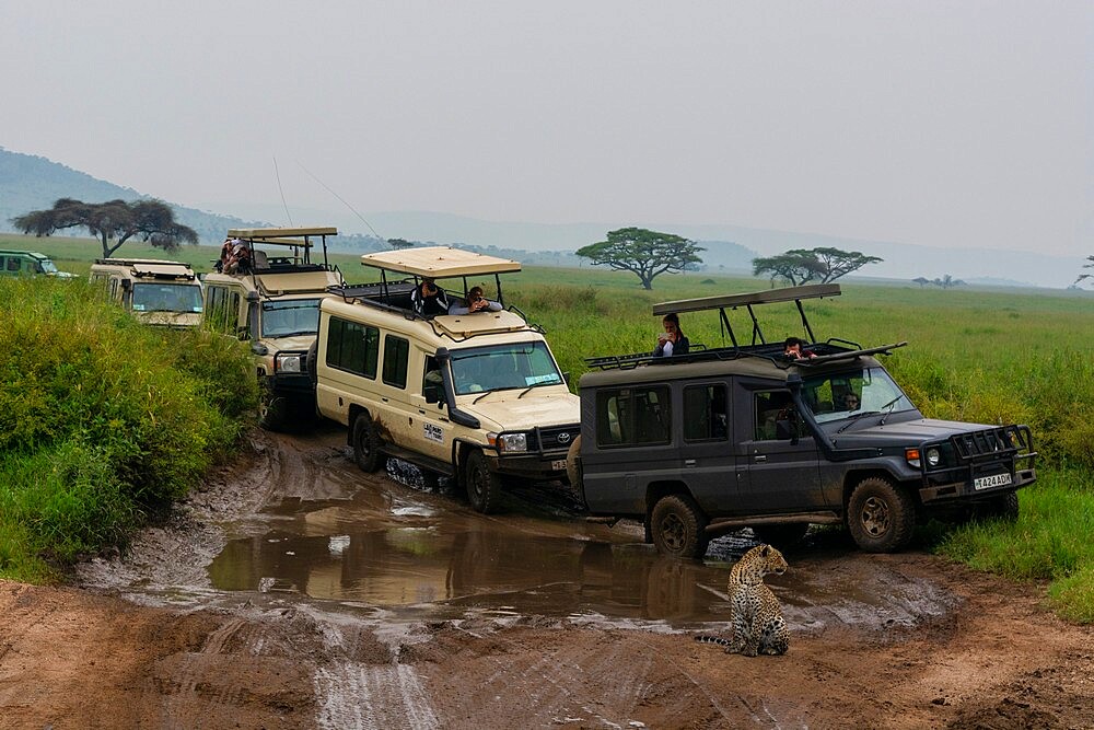 Leopard (Panthera pardus) and safari vehicles, Seronera, Serengeti National Park, Tanzania, East Africa, Africa