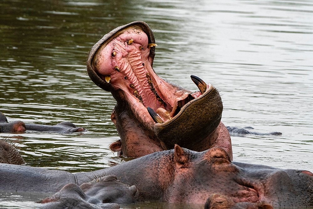 Hippopotamus (Hippopotamus amphibius), Seronera, Serengeti National Park, Tanzania, East Africa, Africa