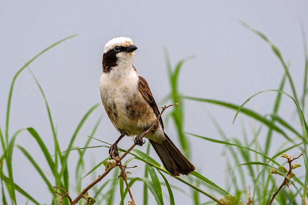 White-rumped Shrike (Eurocephalus rueppelli), Seronera, Serengeti National Park, Tanzania, East Africa, Africa