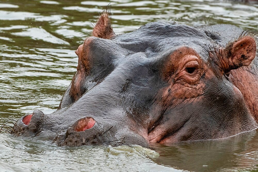 Hippopotamus (Hippopotamus amphibius), Seronera, Serengeti National Park, Tanzania, East Africa, Africa