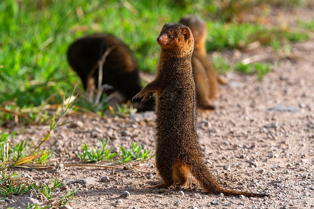 Dwarf mongoose (Helogale parvula), Seronera, Serengeti National Park, Tanzania, East Africa, Africa