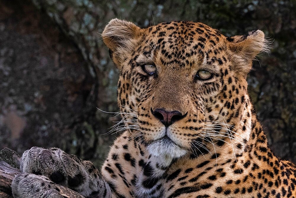 Leopard (Panthera pardus), Seronera, Serengeti National Park, Tanzania, East Africa, Africa