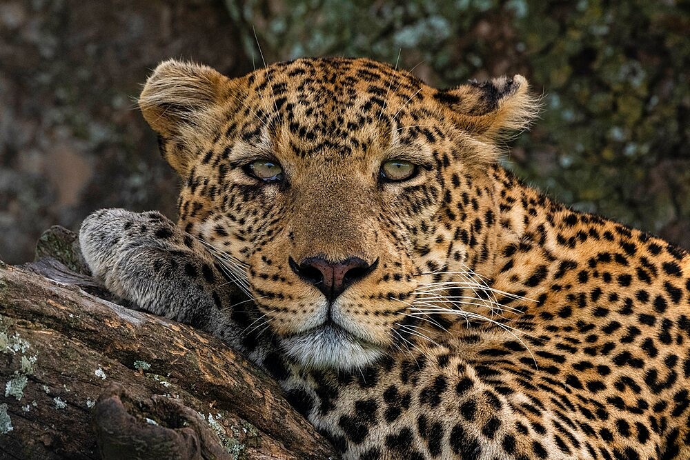 Leopard (Panthera pardus), Seronera, Serengeti National Park, Tanzania, East Africa, Africa