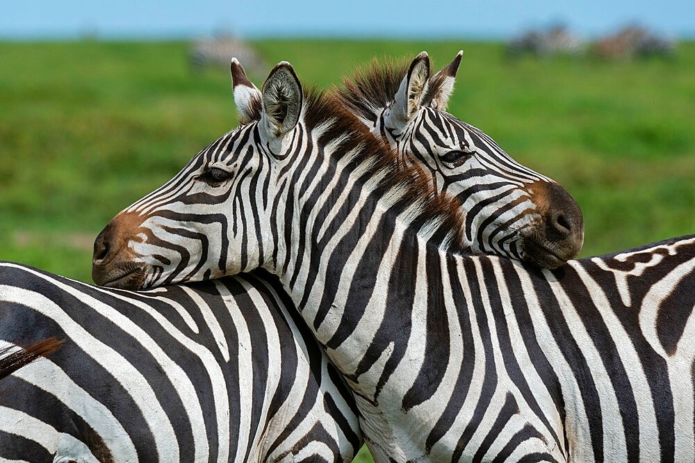 Plains zebras (Equus quagga), Ndutu, Ngorongoro Conservation Area, Serengeti, Tanzania, East Africa, Africa