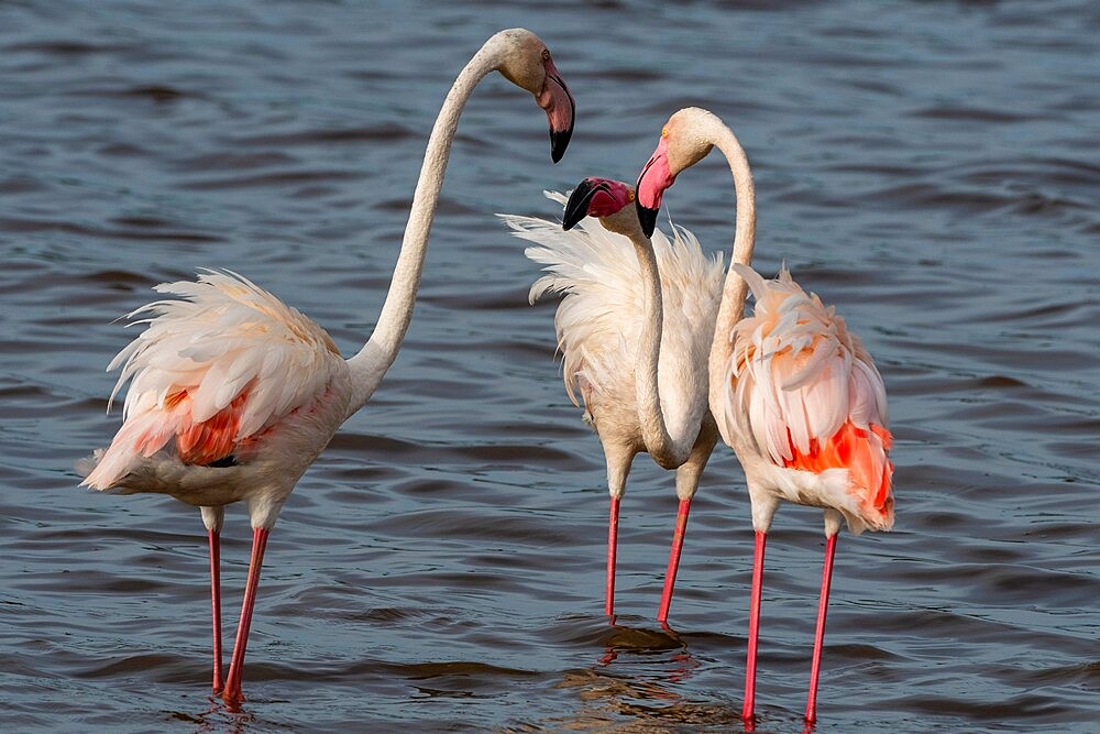 Greater flamingos (Phoenicopterus ruber) on Lake Ndutu, Ngorongoro Conservation Area, Serengeti, Tanzania, East Africa, Africa