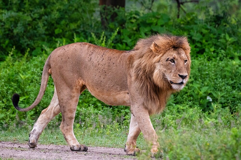 Lion (Panthera leo), Ndutu, Ngorongoro Conservation Area, Serengeti, Tanzania, East Africa, Africa