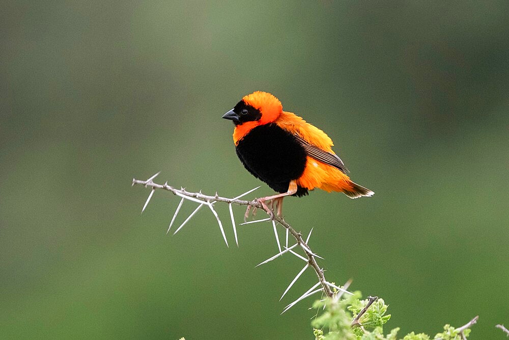 Black-winged Bishop (Euplectes hordeaceus), Ndutu, Ngorongoro Conservation Area, Serengeti, Tanzania, East Africa, Africa