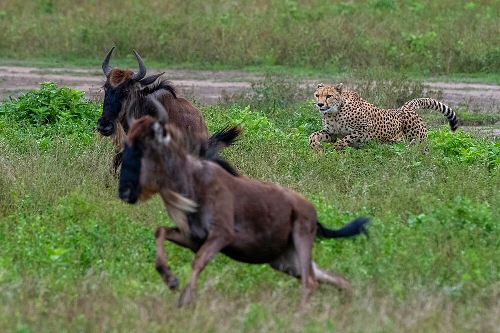 Cheetah (Acinonyx jubatus) hunting a wildebeest (Connochaetes taurinus), Ngorongoro Conservation Area, Serengeti, Tanzania, East Africa, Africa