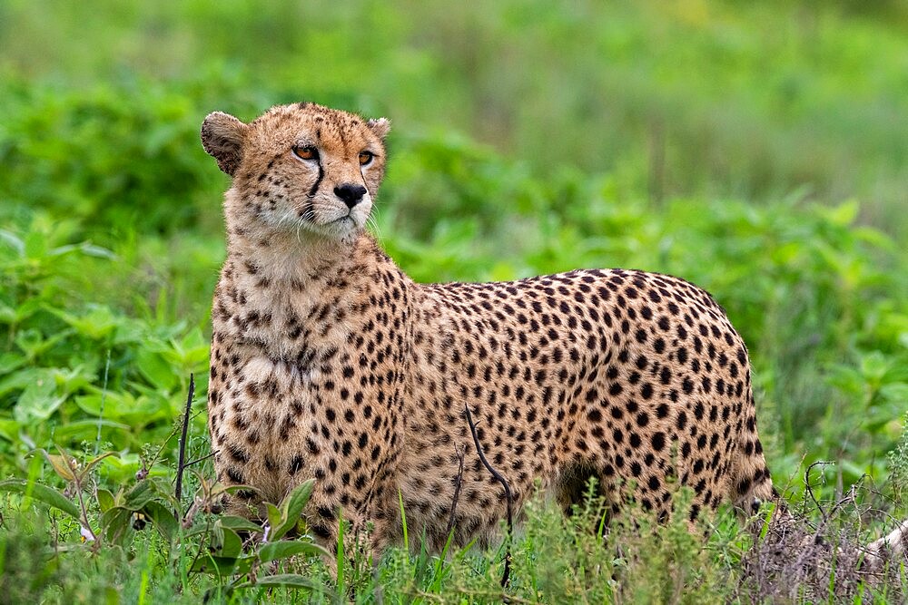 Cheetah (Acinonyx jubatus), Ndutu, Ngorongoro Conservation Area, Serengeti, Tanzania, East Africa, Africa