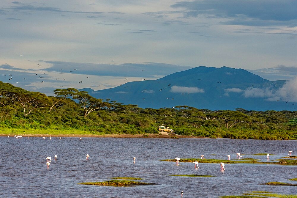 Greater flamingos (Phoenicopterus ruber) on Lake Ndutu, Ngorongoro Conservation Area, UNESCO World Heritage Site, Serengeti, Tanzania, East Africa, Africa