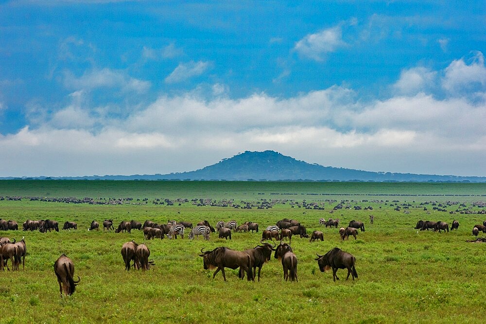 Wildebeests (Connochaetes taurinus) and plains zebras (Equus quagga) grazing, Ngorongoro Conservation Area, UNESCO World Heritage Site, Serengeti, Tanzania, East Africa, Africa