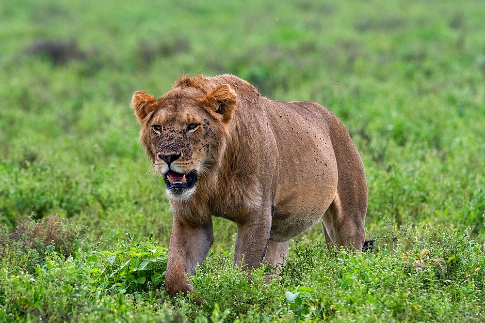 Lion (Panthera leo), Ndutu, Ngorongoro Conservation Area, Serengeti, Tanzania, East Africa, Africa