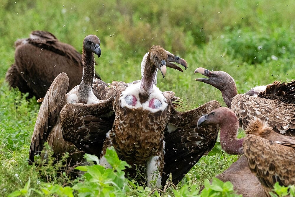 White-backed vultures (Gyps africanus) on a carcass, Ndutu, Ngorongoro Conservation Area, Serengeti, Tanzania, East Africa, Africa