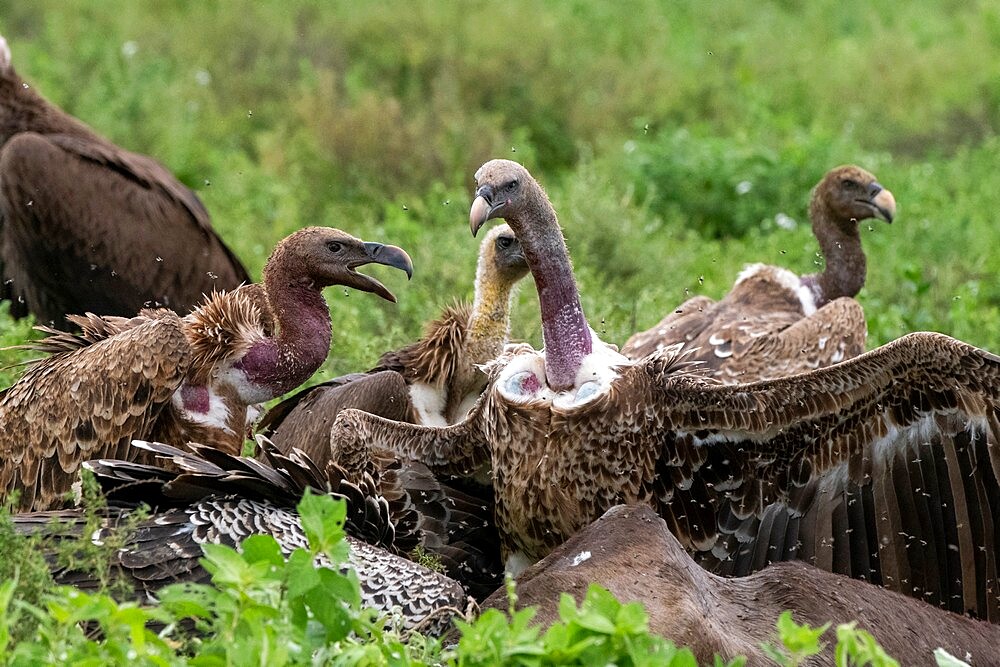 White-backed vultures (Gyps africanus) on a carcass, Ndutu, Ngorongoro Conservation Area, Serengeti, Tanzania, East Africa, Africa