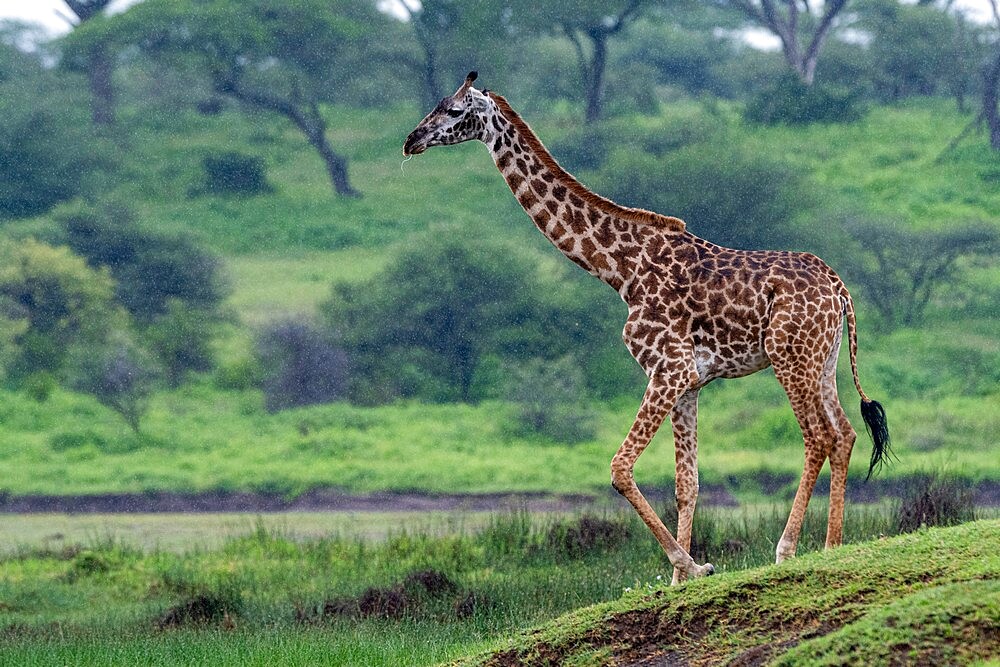 Masai giraffe (Giraffa camelopardalis tippelskirchi), Ndutu, Ngorongoro Conservation Area, UNESCO World Heritage Site, Serengeti, Tanzania, East Africa, Africa