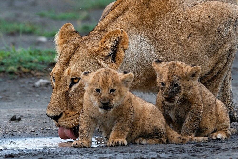 A lioness (Panthera leo) with its four week old cubs, Ndutu, Ngorongoro Conservation Area, Serengeti, Tanzania, East Africa, Africa