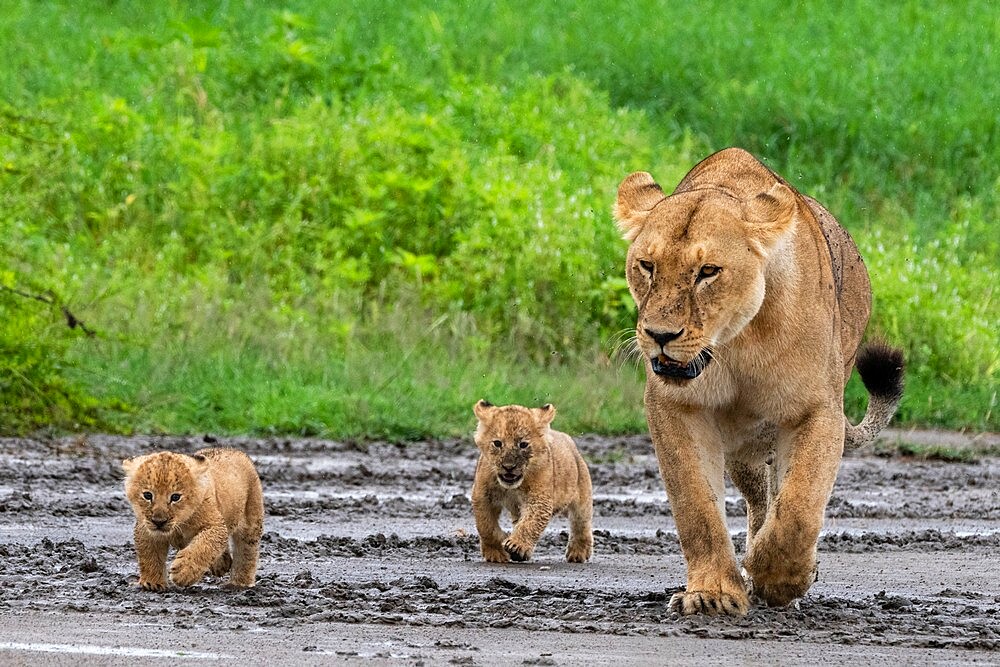 A lioness (Panthera leo) with its four week old cubs, Ndutu, Ngorongoro Conservation Area, Serengeti, Tanzania, East Africa, Africa