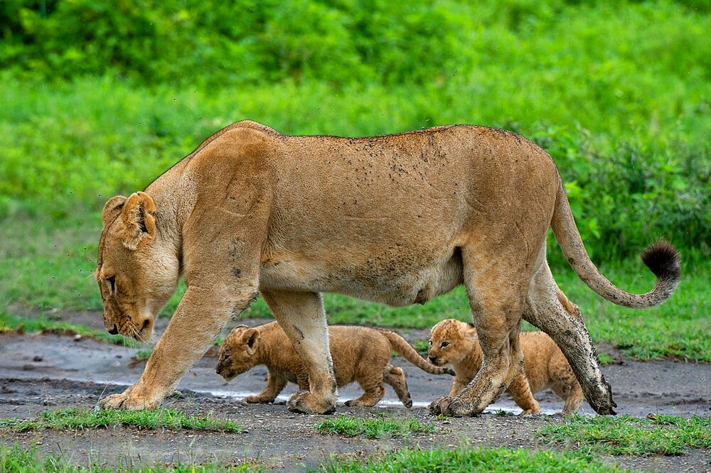 A lioness (Panthera leo) with its four week old cubs, Ndutu, Ngorongoro Conservation Area, Serengeti, Tanzania, East Africa, Africa